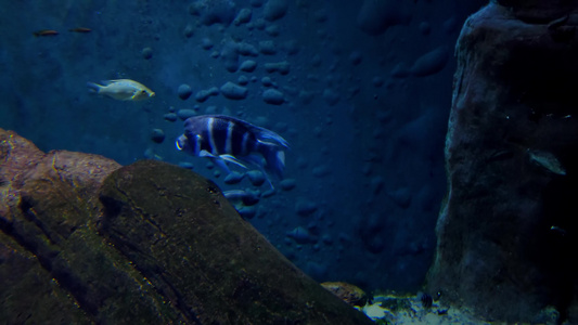 各种鱼类在大型水族馆游泳视频