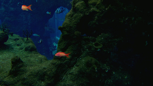 在水族馆里不同大小的多彩美丽的鱼在游泳水下摄影视频