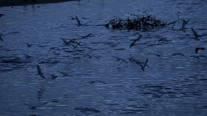 海鸥在黄昏时低潮时飞来12秒视频