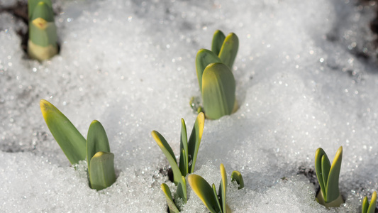 积雪融雪的延时拍摄视频