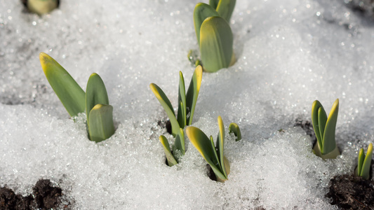 积雪融雪的延时拍摄视频