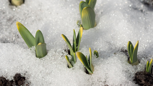 积雪融雪的延时拍摄21秒视频