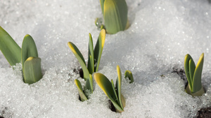 积雪融雪的延时拍摄20秒视频