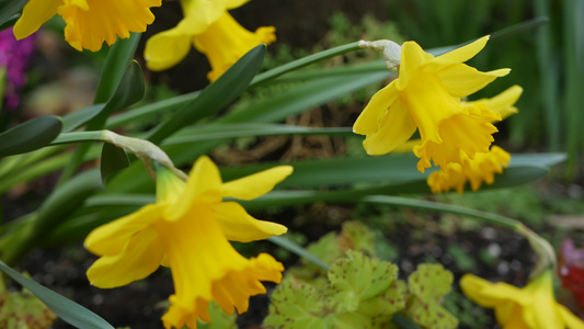 黄色水仙花美国加利福尼亚州水仙花小花春暖花开清晨的视频