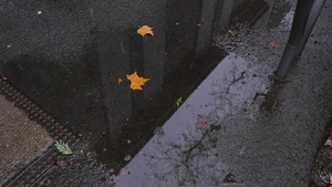 街头水坑上的秋叶8秒视频