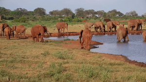 肯亚的水坑上有很多红象33秒视频