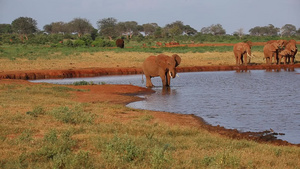 肯亚的水坑边上有很多红象13秒视频