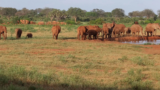 肯亚的水坑上有很多红象视频