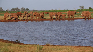 肯亚的水坑上有很多红象13秒视频