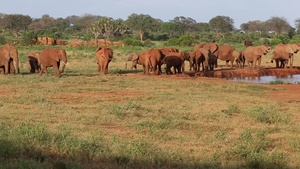 肯亚的水坑上有很多红象16秒视频