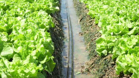 实拍蔬菜浇水视频