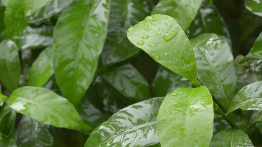 关闭绿色绉纱茉莉树植物叶子上的落雨滴水夏季季风雨滴视频