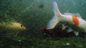 许多科伊鱼在池塘中游泳的水下拍摄35秒视频