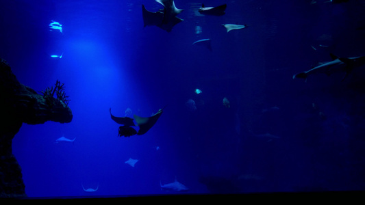 在大型水族馆中游泳的鱼苗和鲨鱼视频