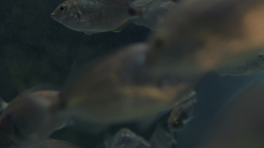 银鱼在大水族馆游泳视频