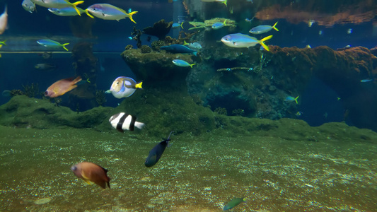 美丽多彩的鱼在大型水族馆游泳视频