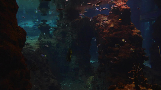 不同的鱼在大型水族馆游泳视频