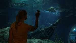 女人在大水族馆的海洋世界看着鲨鱼16秒视频