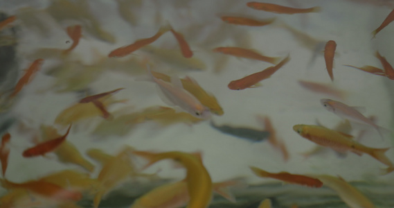 黄黄色橙色黑水族馆鱼视频