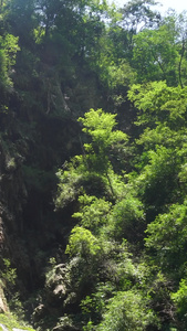  国家5A级旅游景区重庆黑山谷飞鱼瀑布国家级地质公园视频