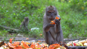 当地居民食用果木瓜饲料的猴子有选择性焦点群体14秒视频