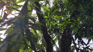 天然芒果植物21秒视频