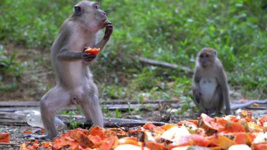 猴子站起来吃木瓜果视频