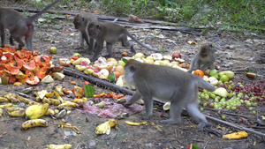 猴子在地上吃水果8秒视频