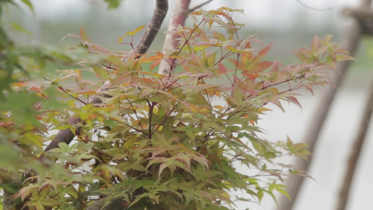 春天的植物特写视频