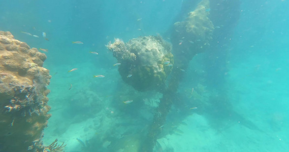 潜水水下拍摄珊瑚礁石视频