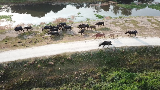 一群水牛晚上在马莱Kampung回家视频