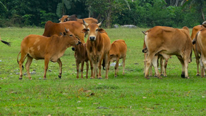 春天牛群在一片美丽的绿草原上19秒视频