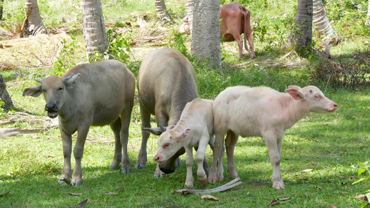 在绿色植被中的水牛家族大型维护良好的公牛在绿色植物视频