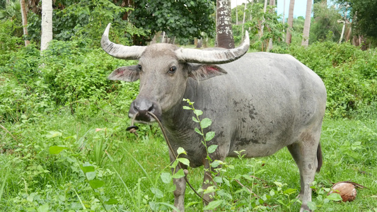 站立在绿色植被中的水牛大型维护良好的灰色公牛在泰国视频