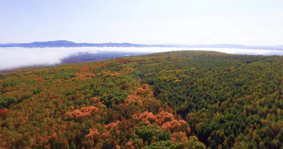 大兴安岭秋季林海色彩斑斓景色迷人视频