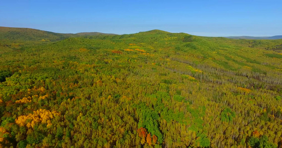 大兴安岭秋季林海色彩斑斓景色迷人视频