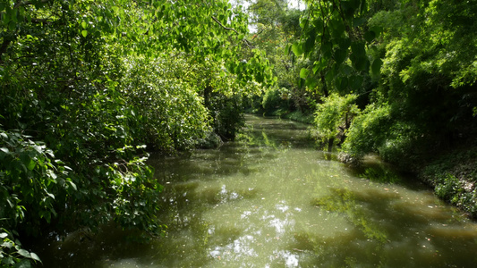 绿公园中平静的池塘在宁静的湖边种植绿树在阳光明媚的视频