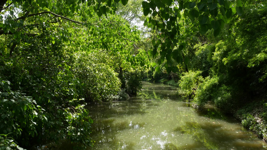 绿公园中平静的池塘在宁静的湖边种植绿树在阳光明媚的视频