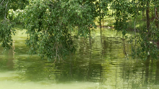 绿公园中平静的池塘在宁静的湖边种植绿树在阳光明媚的视频