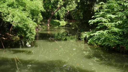 绿公园中平静的池塘在宁静的湖边种植绿树在阳光明媚的视频