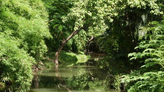 绿公园中平静的池塘在宁静的湖边种植绿树在阳光明媚的视频