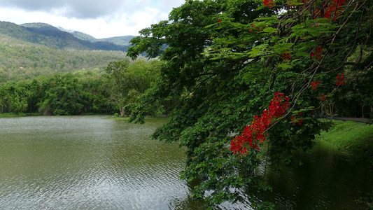 夏季公园中森林湖泊山地和橙色孔雀花的景观视频