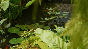 热带池塘中的绿色植物公园阳光明媚的日子里在平静的热带15秒视频