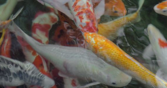 户外池塘中多彩多彩的科伊鲤鱼视频