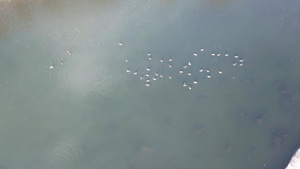 一群鸭子躺在公园冰冻的池塘上19秒视频