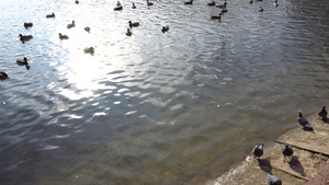 公园池塘里的一群鸭子和鸽子11秒视频