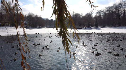公园池塘里的一群鸭子和鸽子视频