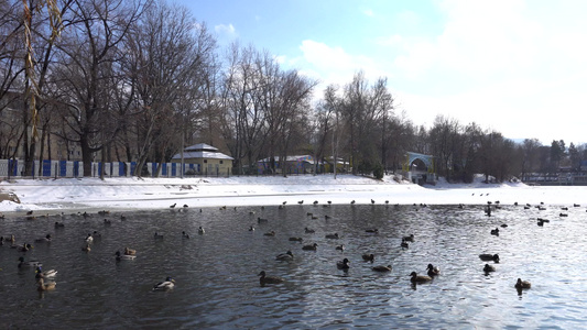 公园池塘里的一群鸭子和鸽子视频