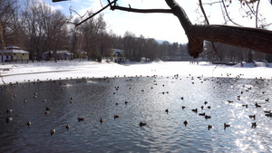 公园池塘里的一群鸭子11秒视频