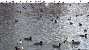 公园池塘里的一群鸭子和鸽子27秒视频